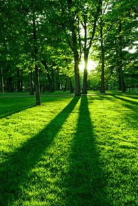 Green forest and trees