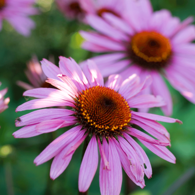 Pink Flowers