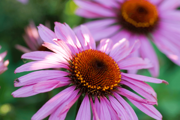 Pink Flowers